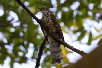 Tue, 1/18/2022 Birding report at Jurong Lake Gardens