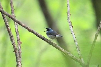 コルリ 軽井沢野鳥の森 2017年5月22日(月)