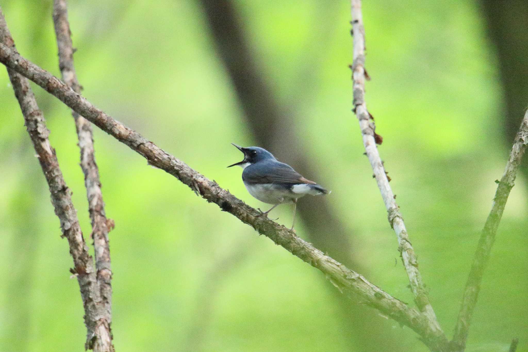 軽井沢野鳥の森 コルリの写真 by 目指せ400