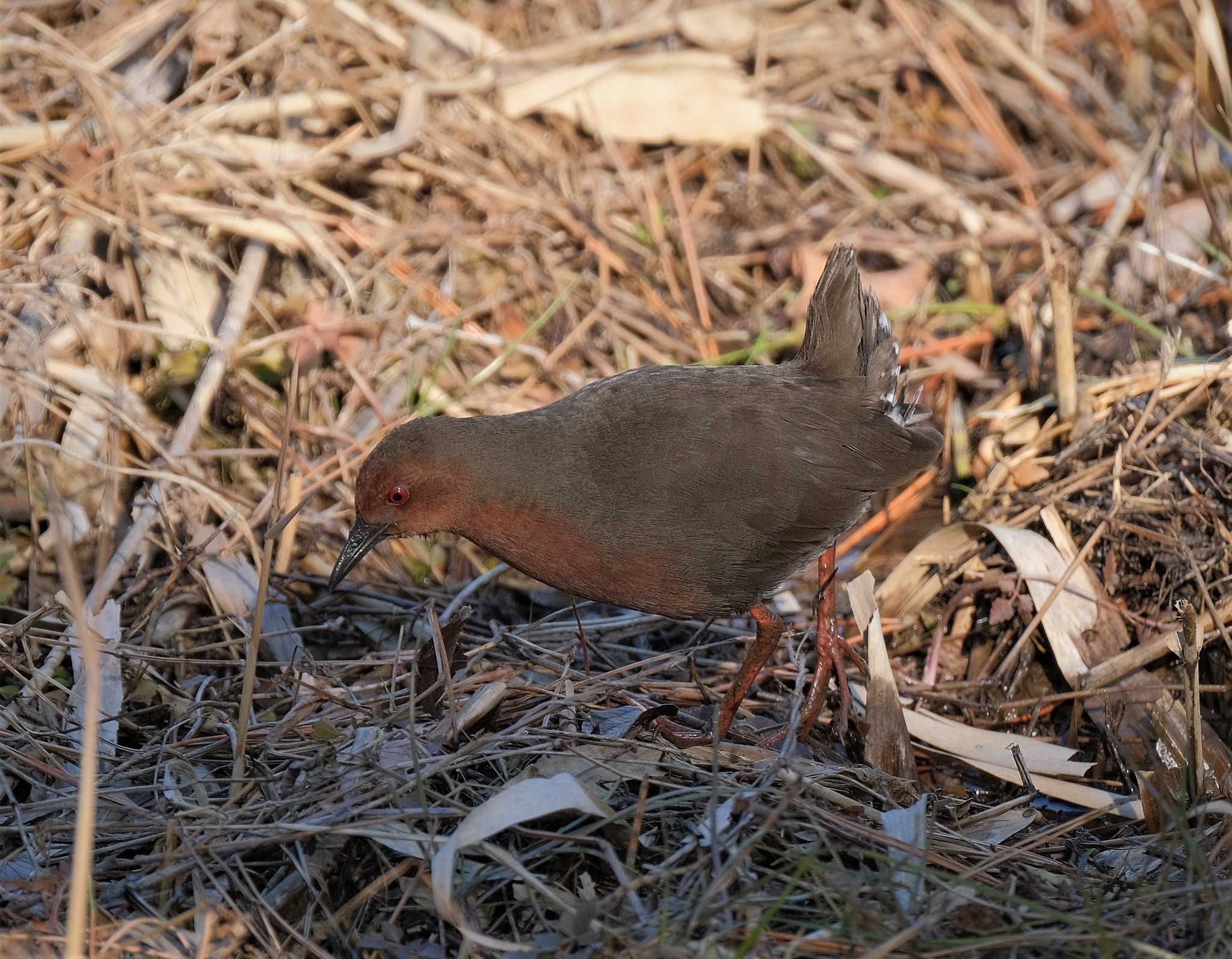 舞岡公園 ヒクイナの写真