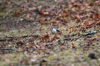 Eurasian Nuthatch 中禅寺湖 Sun, 11/27/2016