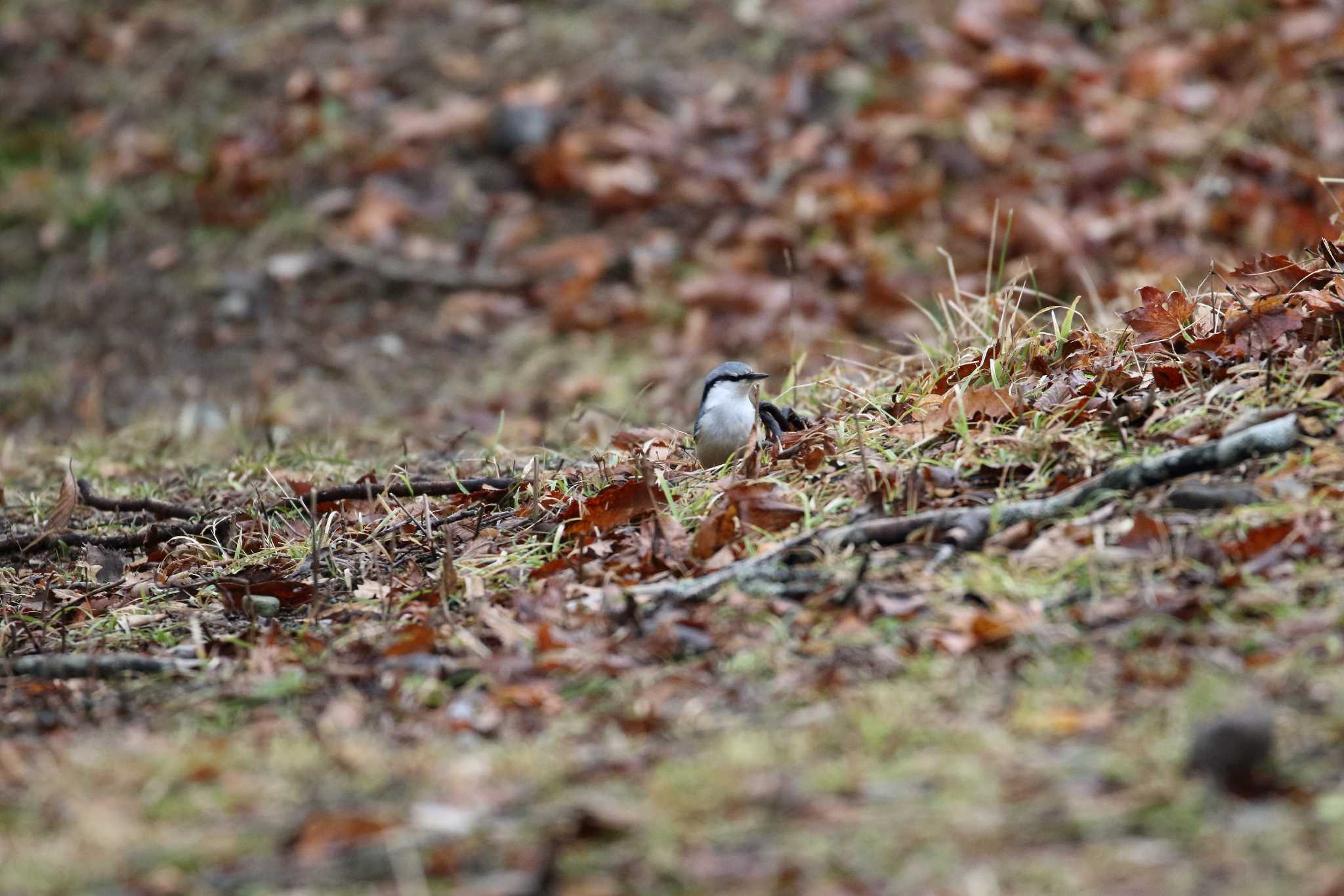 Photo of Eurasian Nuthatch at 中禅寺湖 by 目指せ400