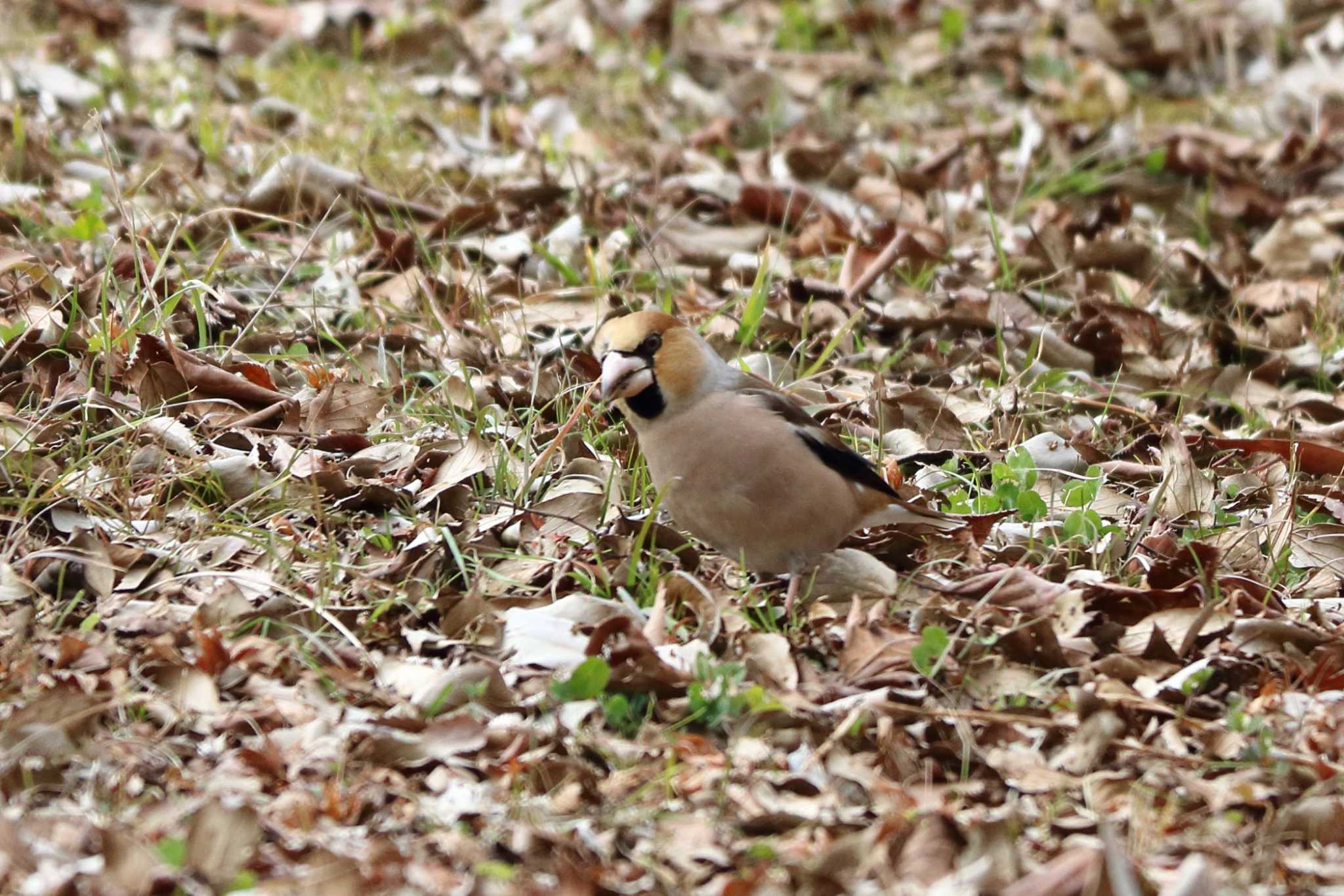 Photo of Hawfinch at 平谷川 by いわな