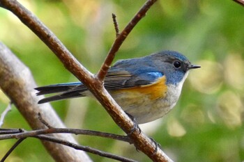 Red-flanked Bluetail Yatoyama Park Tue, 1/18/2022