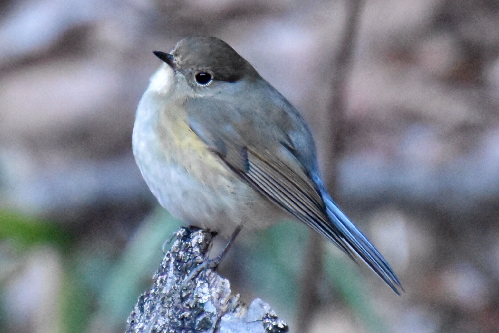 薬師池公園 ルリビタキの写真