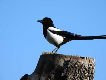 Eurasian Magpie 北海公園(北京) Sat, 1/15/2022