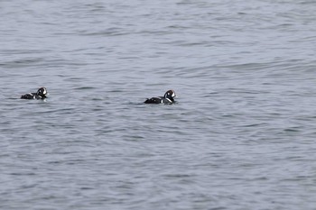 Harlequin Duck Abashiri Port Mon, 12/26/2016