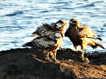 Black Kite 長井 Sun, 1/9/2022