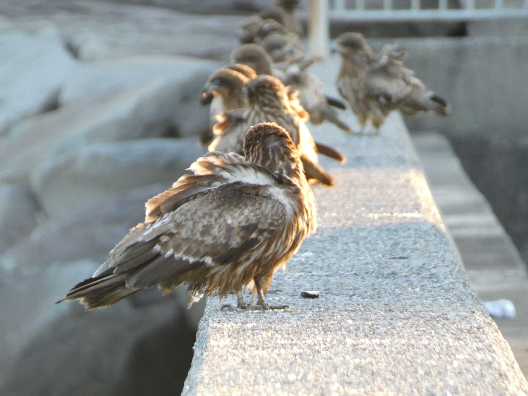 Photo of Black Kite at 長井 by koshi