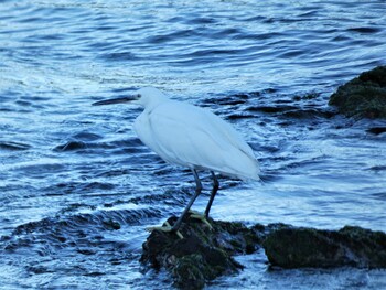 Little Egret 長井 Sun, 1/9/2022