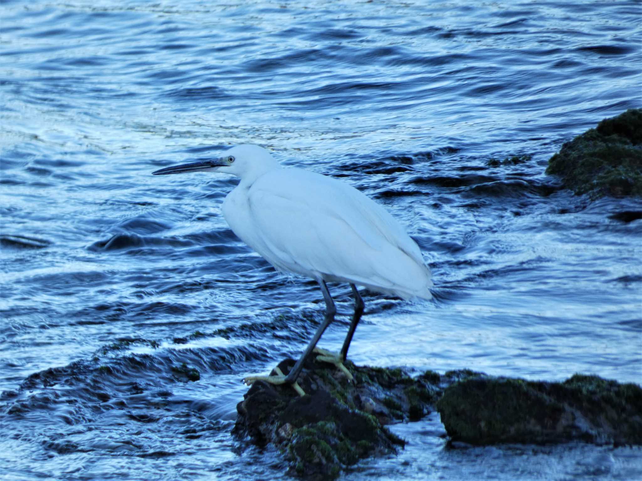 Little Egret