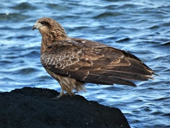 Black Kite 長井 Sun, 1/9/2022