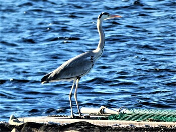 Grey Heron 長井 Sun, 1/9/2022