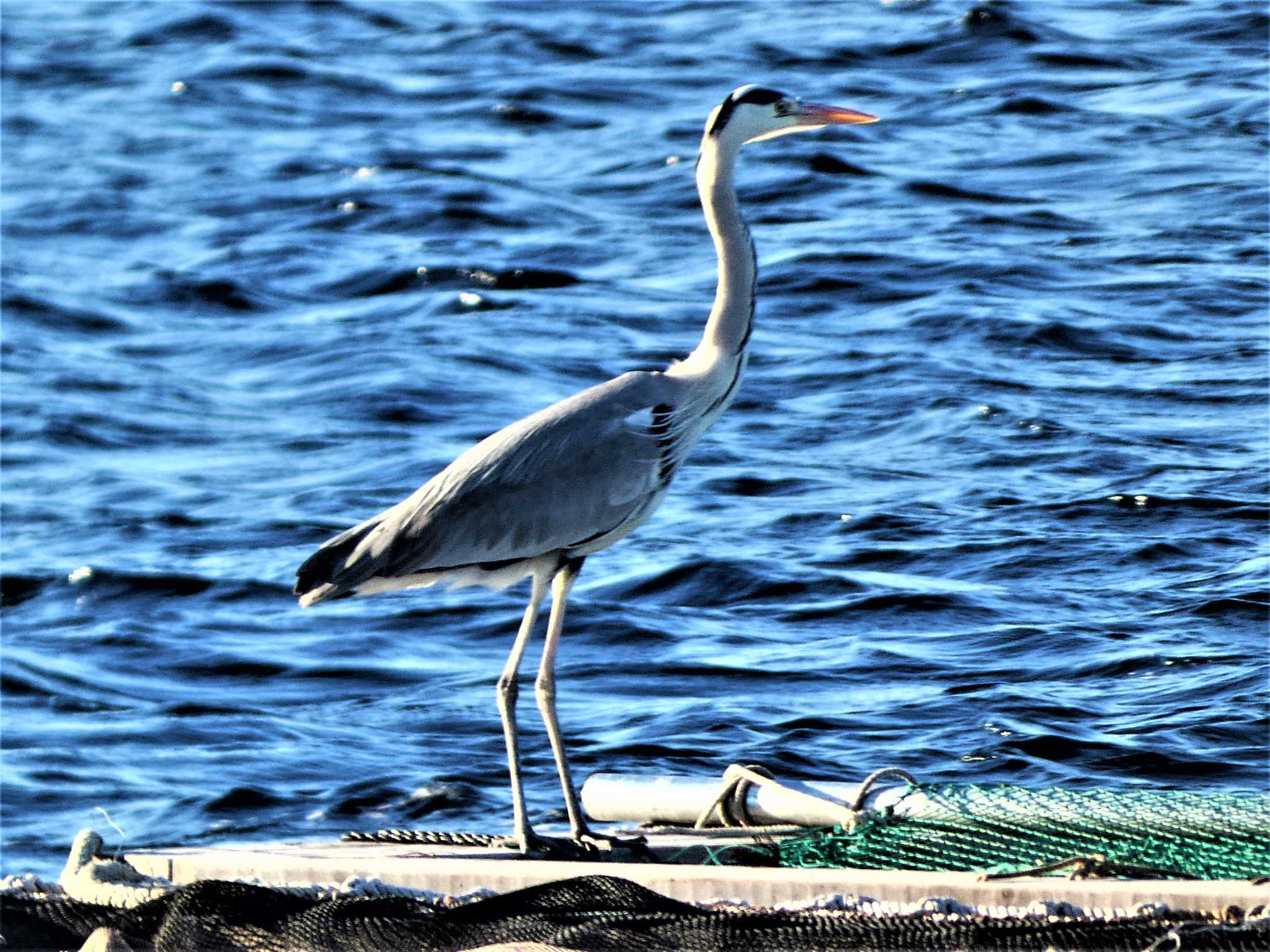 Grey Heron