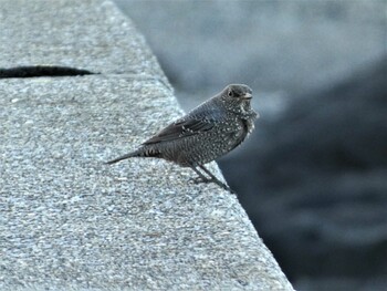 Blue Rock Thrush 長井 Sun, 1/9/2022