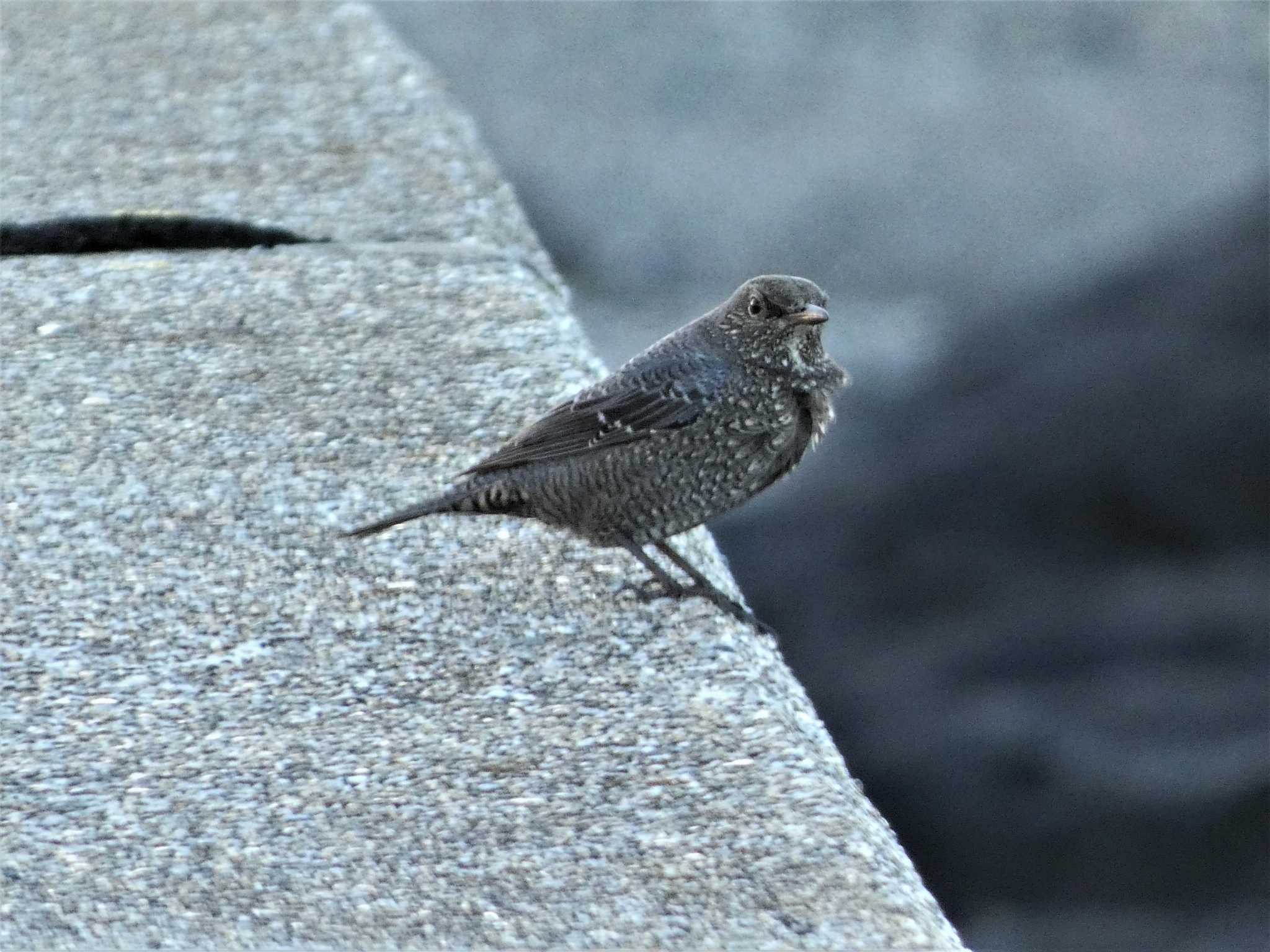 Blue Rock Thrush