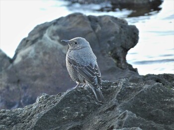 Blue Rock Thrush 長井 Sun, 1/9/2022