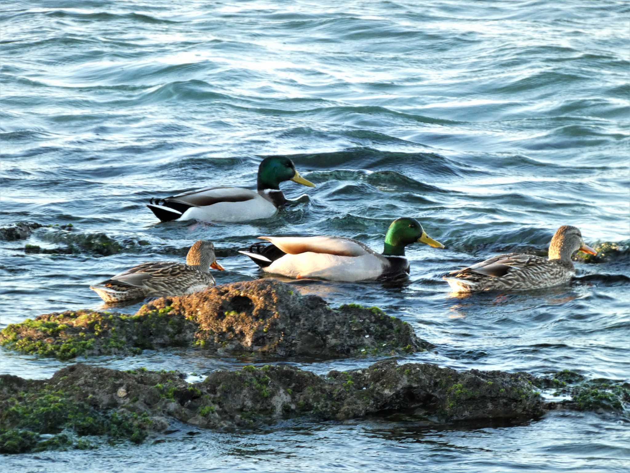 Photo of Mallard at 長井 by koshi