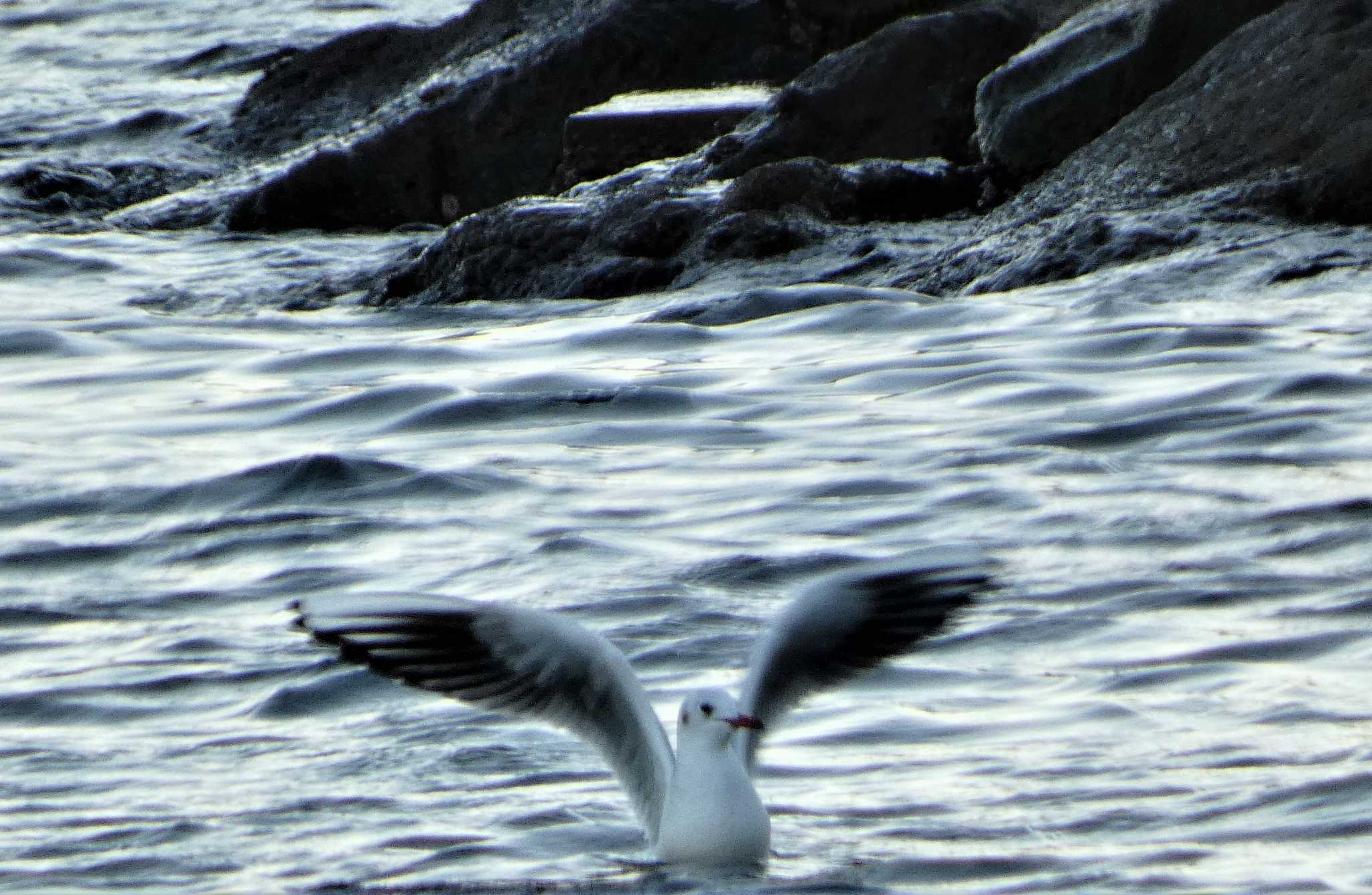 Black-headed Gull