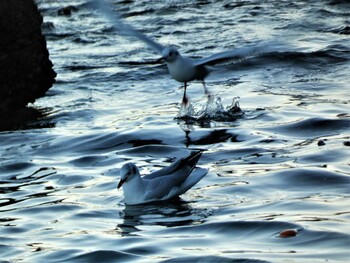 Black-headed Gull 長井 Sun, 1/9/2022