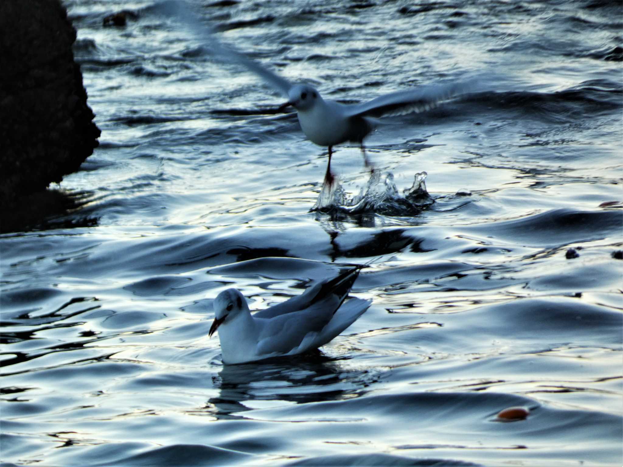 Black-headed Gull