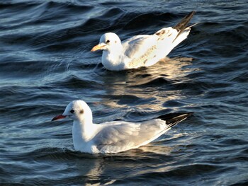 Black-headed Gull 長井 Sun, 1/9/2022