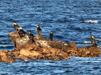 Great Cormorant 長井 Sun, 1/9/2022