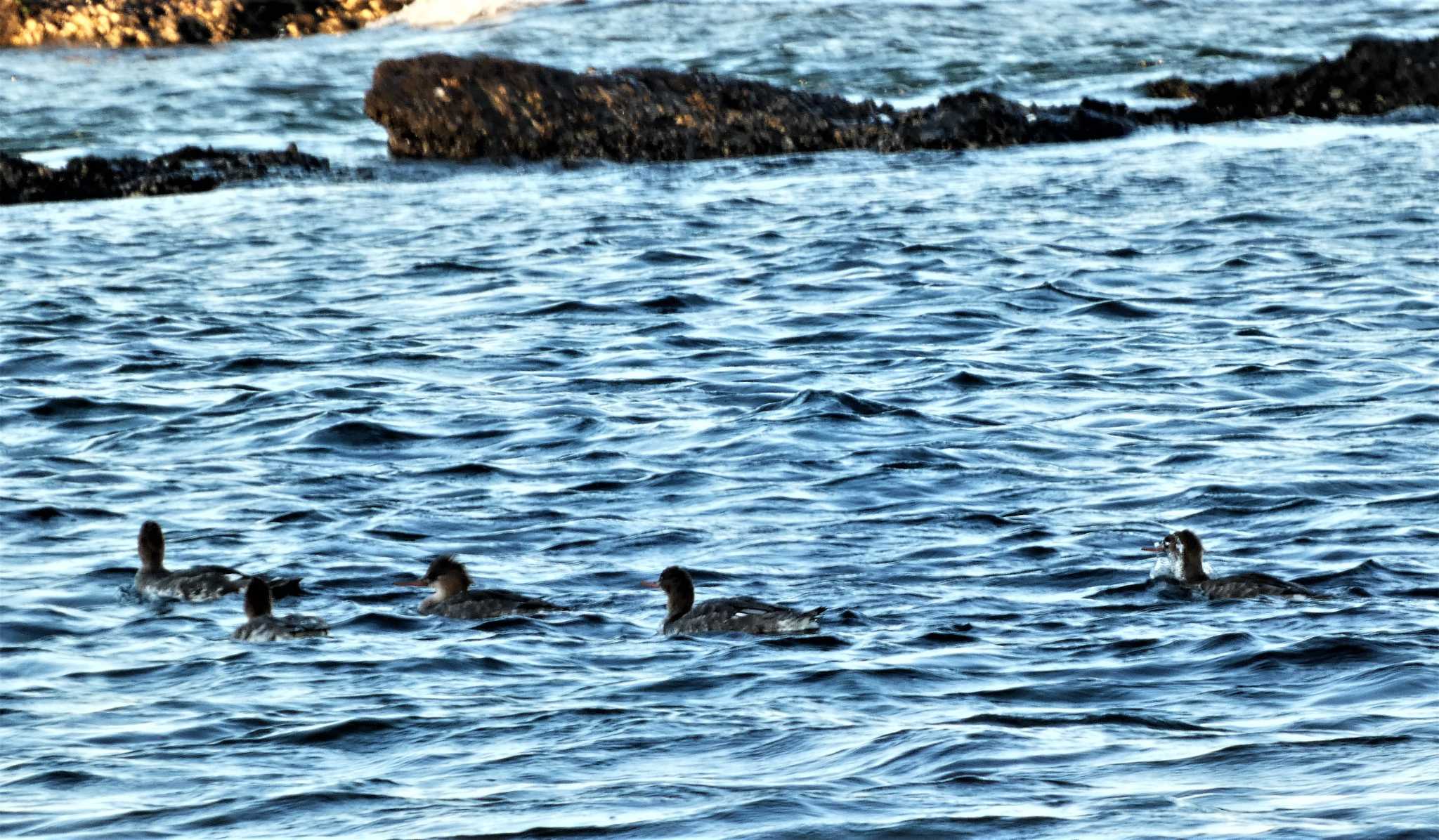 Photo of Red-breasted Merganser at 長井 by koshi