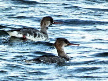 Red-breasted Merganser 長井 Sun, 1/9/2022