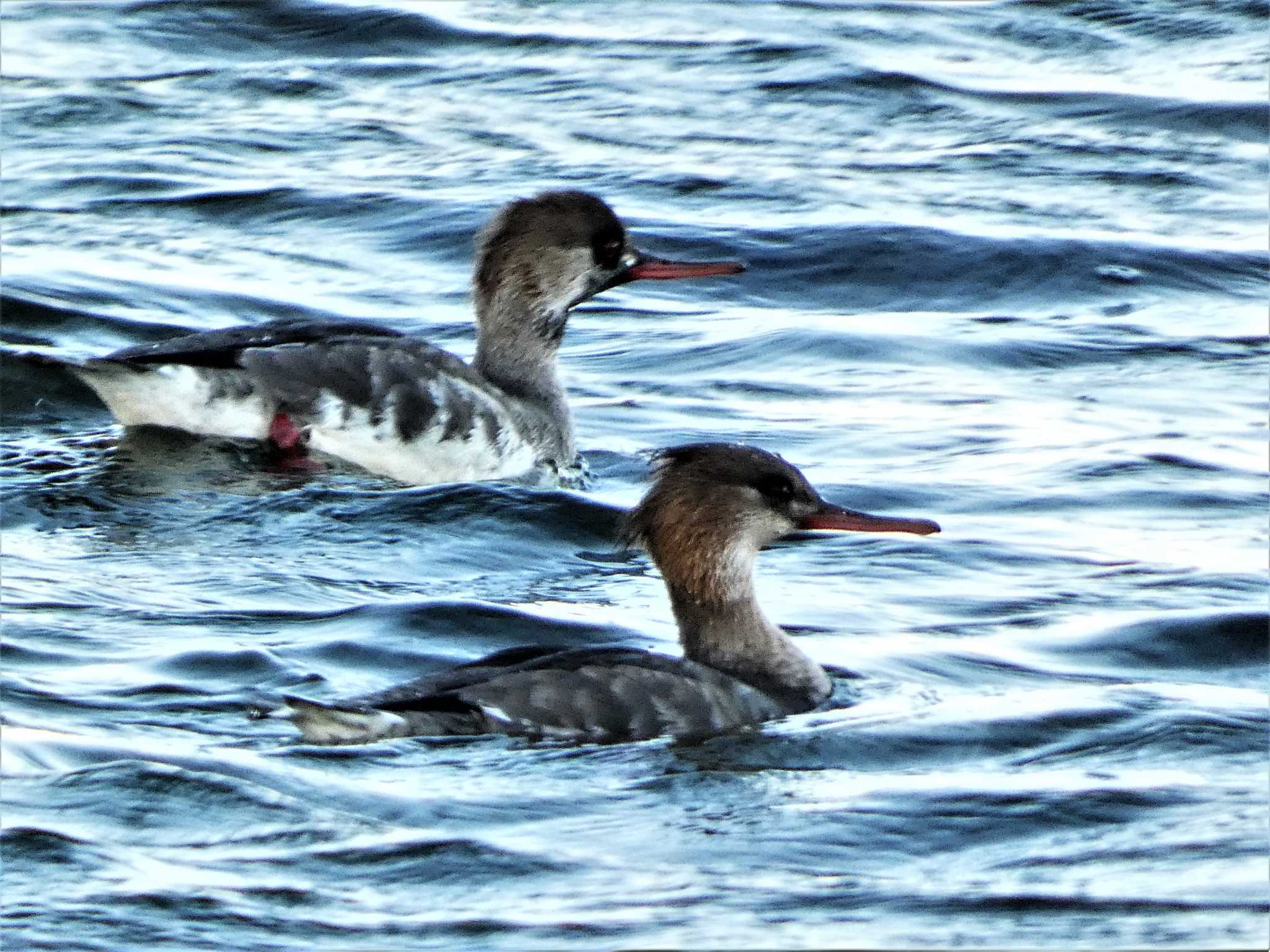 Red-breasted Merganser