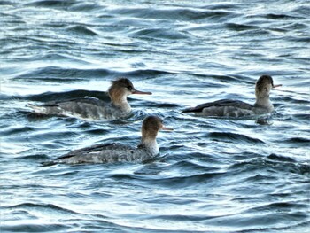 Red-breasted Merganser 長井 Sun, 1/9/2022