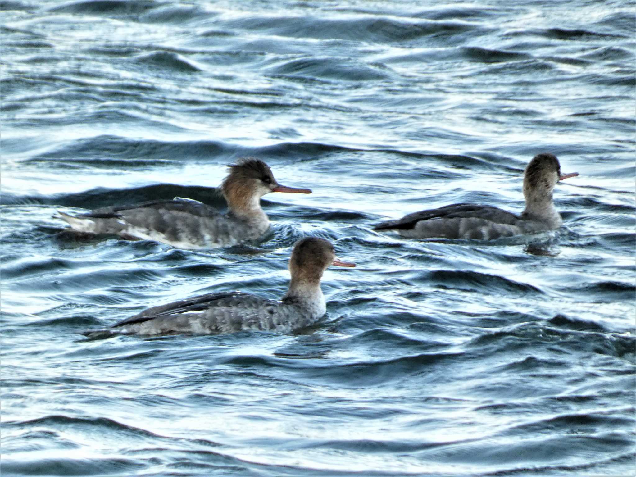 Red-breasted Merganser