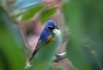 ルリビタキ 北本自然観察公園 2022年1月16日(日)