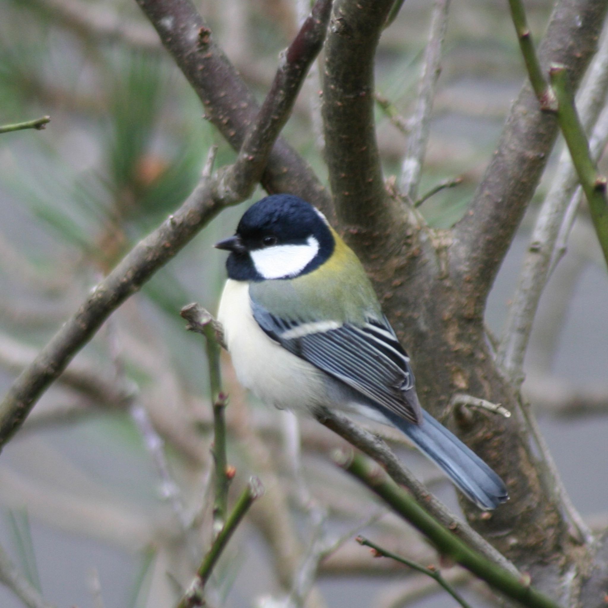 Photo of Japanese Tit at 鎌倉市内 by ささりん