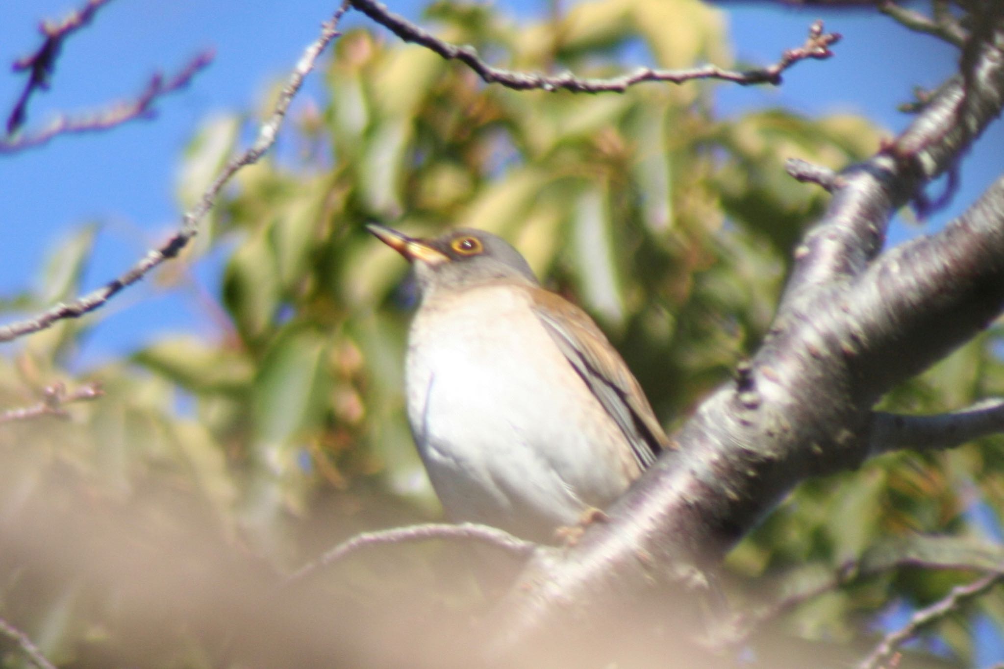 Photo of Pale Thrush at 鎌倉市内 by ささりん