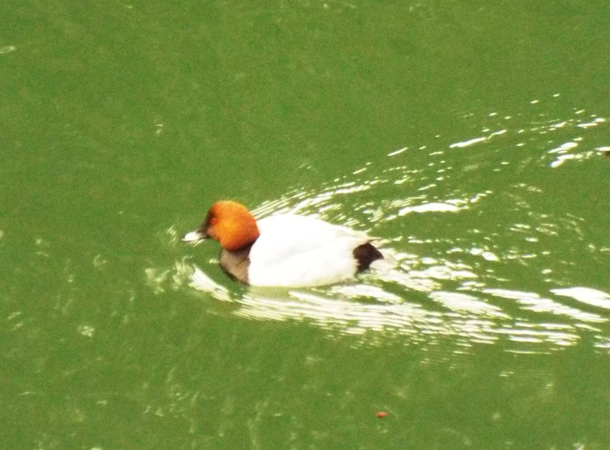 Photo of Common Pochard at 散在ヶ池森林公園 by ささりん