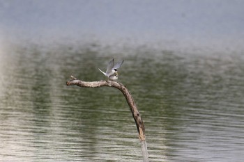 コアジサシ 伊佐沼 2017年6月12日(月)