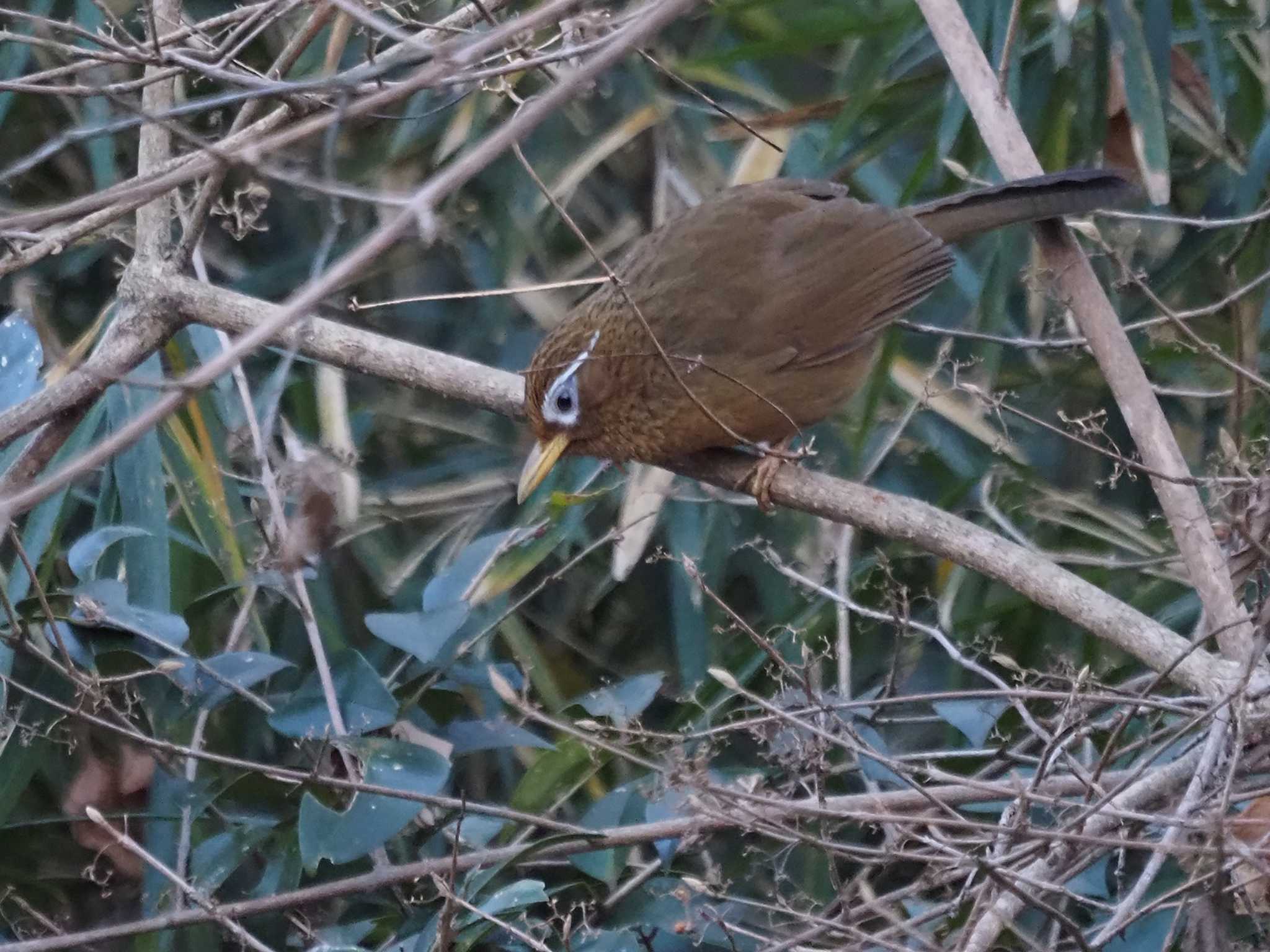 東京都立桜ヶ丘公園(聖蹟桜ヶ丘) ガビチョウの写真 by 日根野 哲也