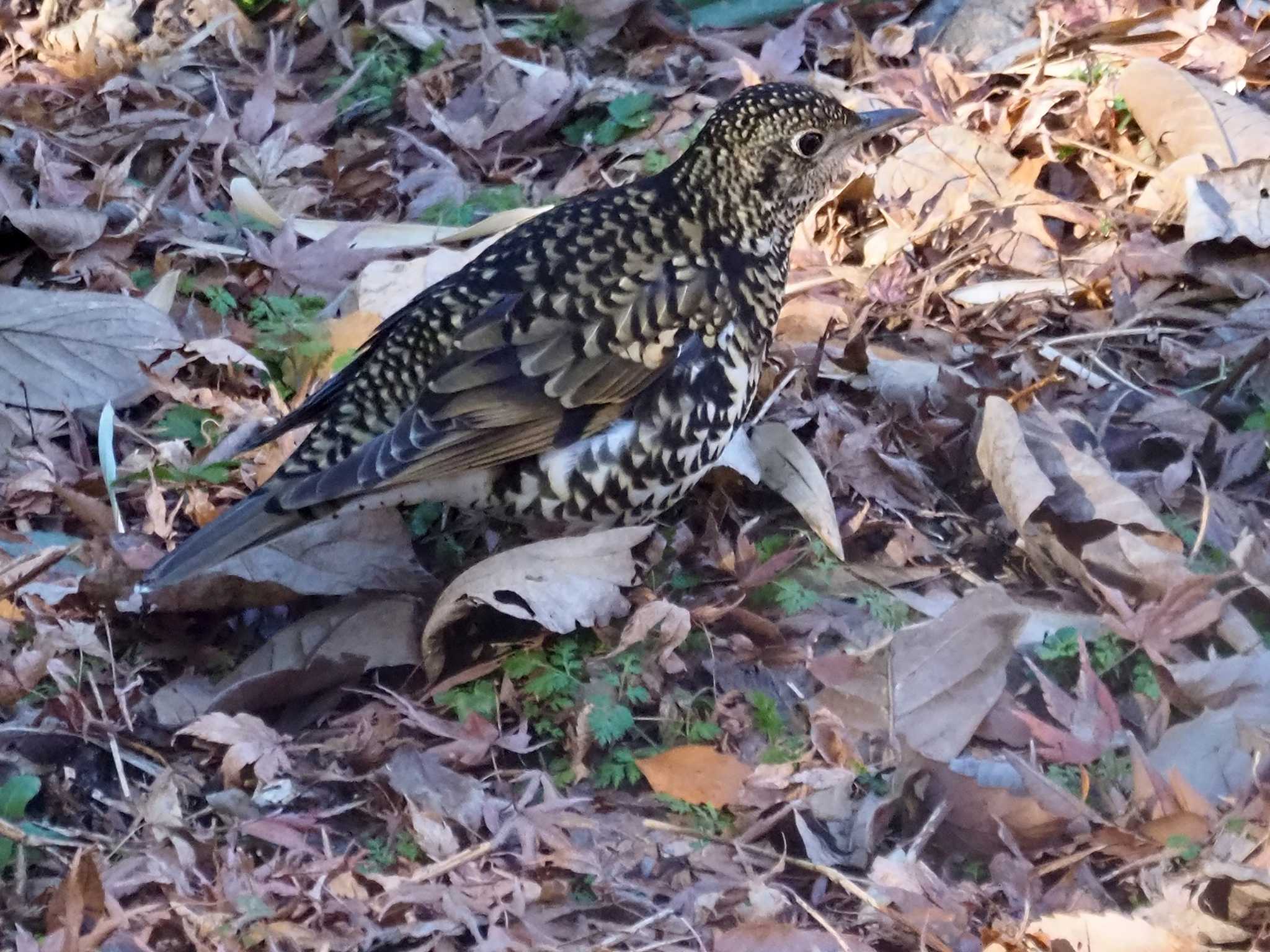 トラツグミ