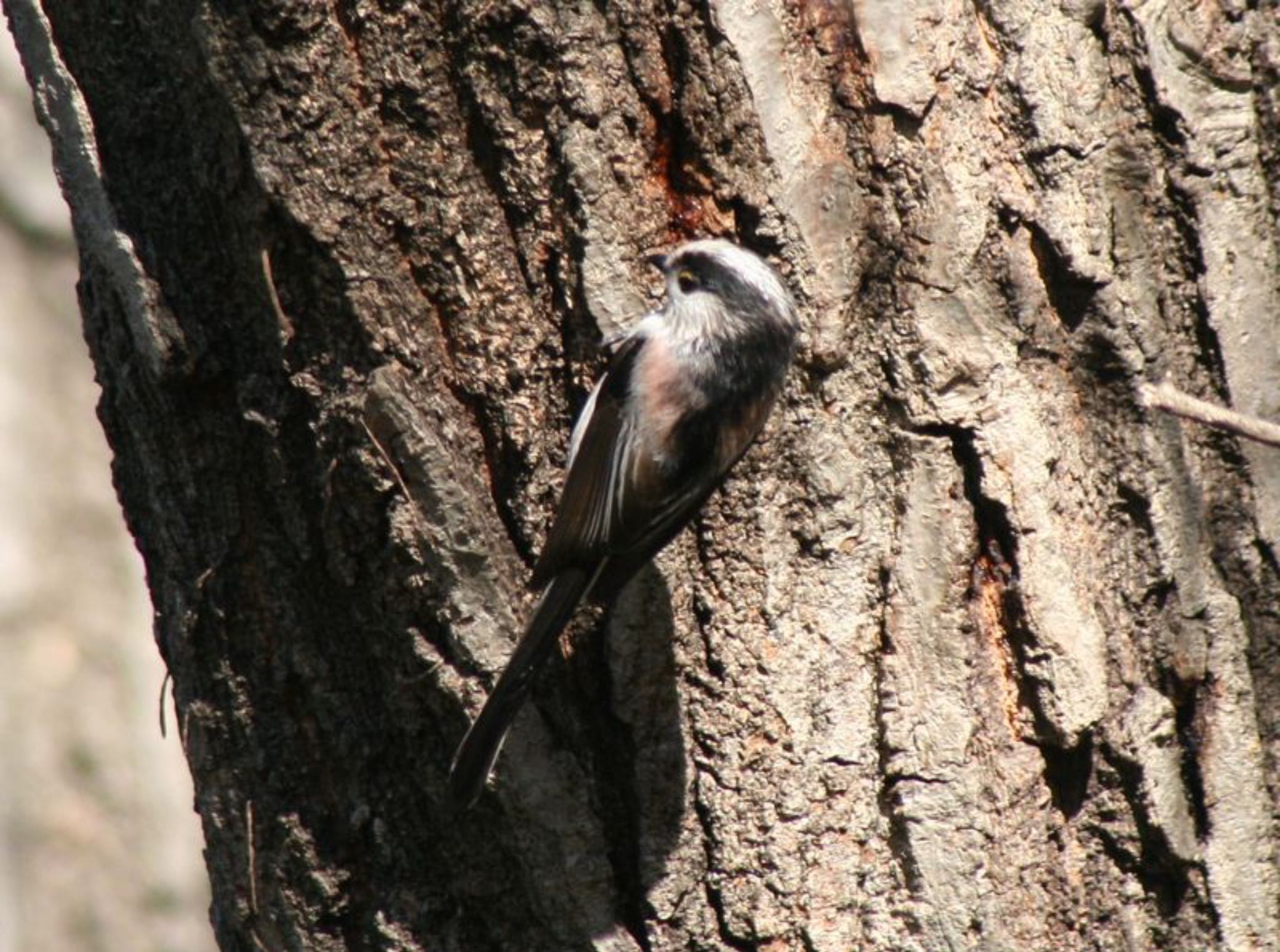 Photo of Long-tailed Tit at 散在ヶ池森林公園 by ささりん