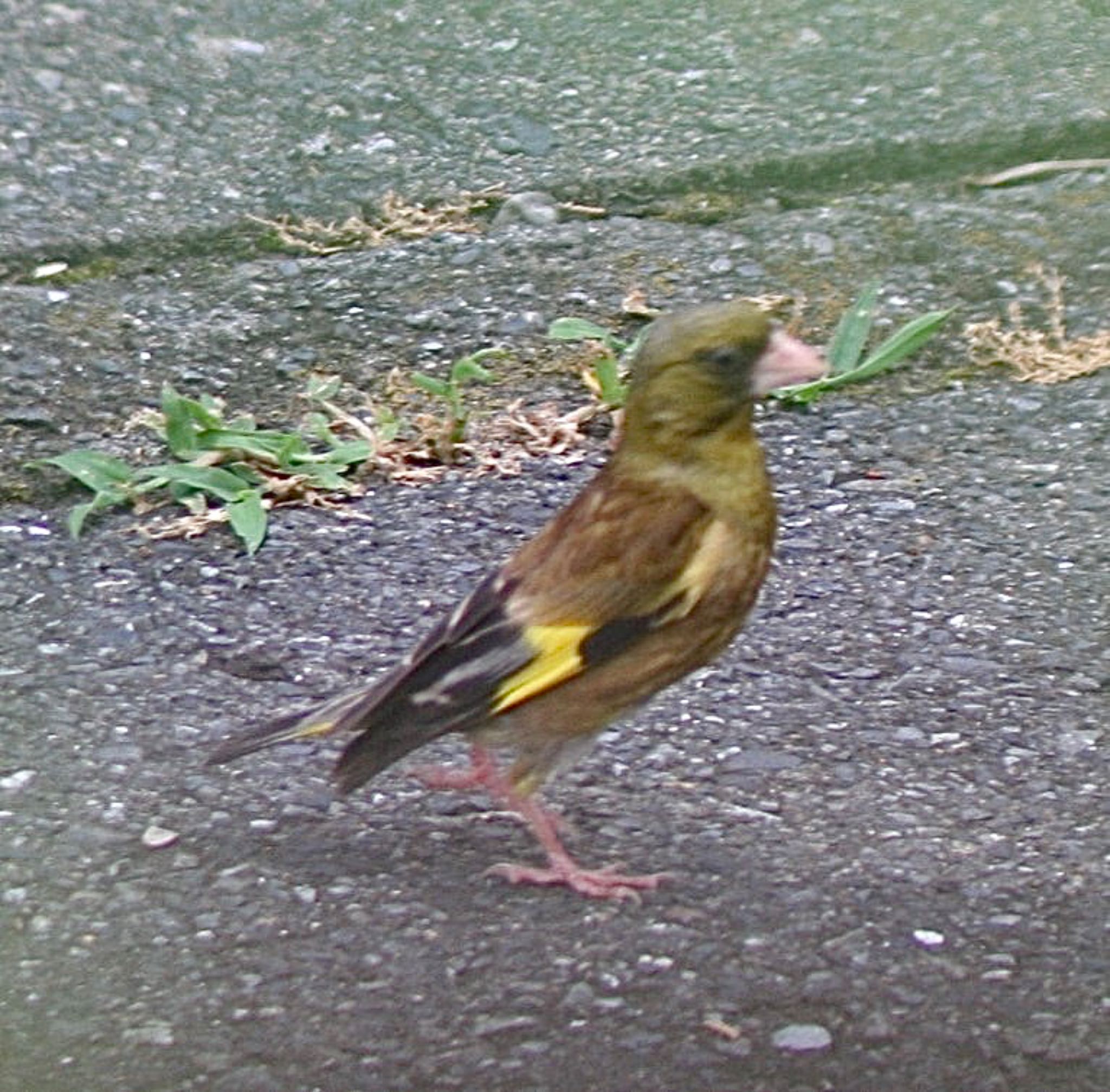 Photo of Grey-capped Greenfinch at 鎌倉市内 by ささりん