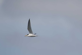 Little Tern Isanuma Mon, 6/12/2017