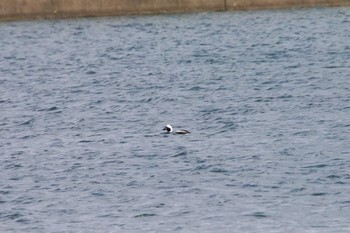 Long-tailed Duck 尾岱沼 Wed, 12/28/2016