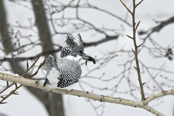 Crested Kingfisher 真駒内川 Sat, 1/15/2022