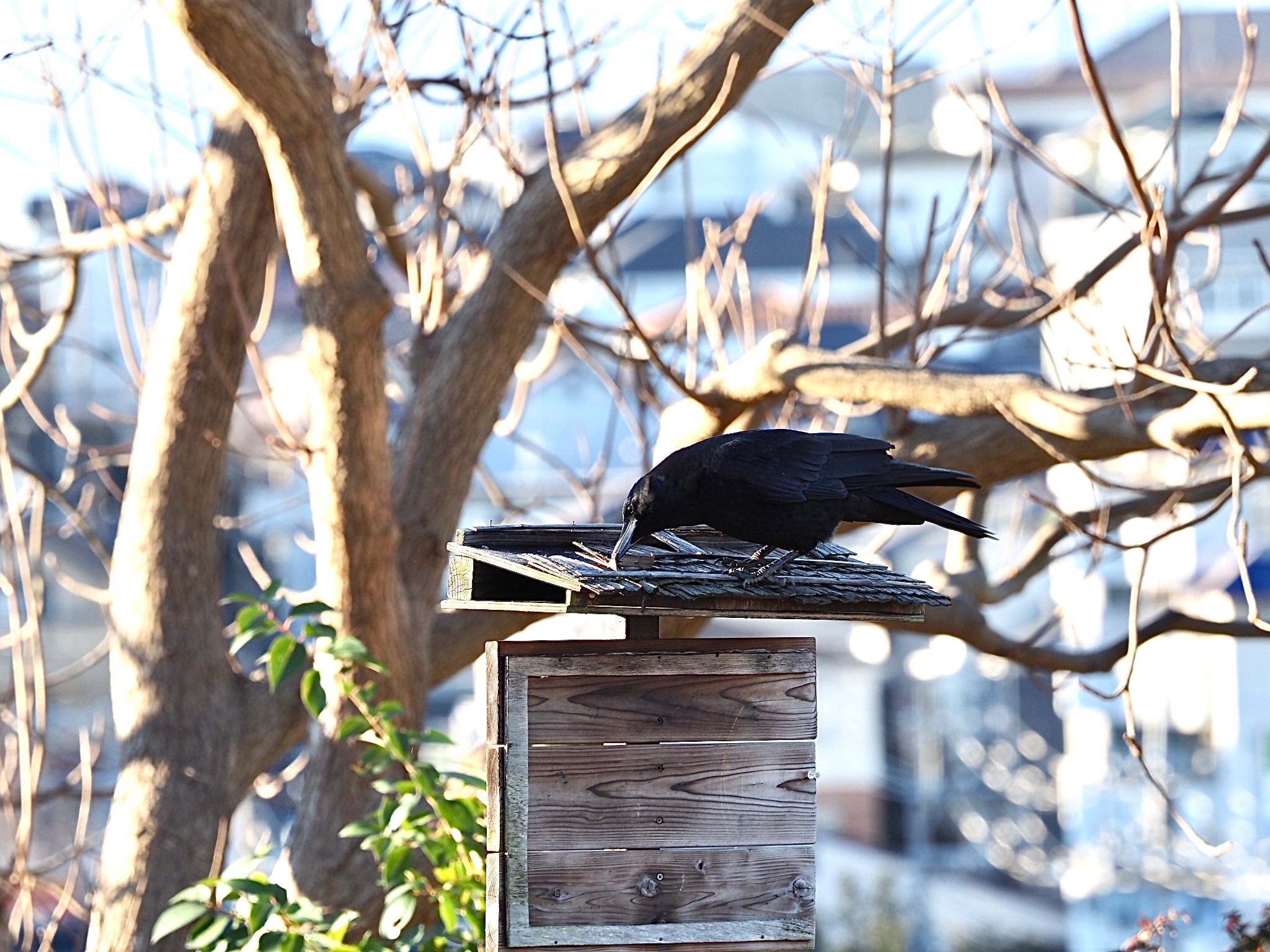 横浜市児童遊園地 ハシボソガラスの写真 by カルル