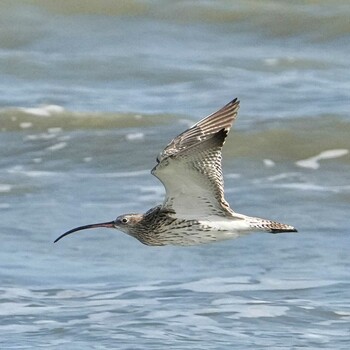 Eurasian Curlew Khao Sam Roi Yot National Park Thu, 1/13/2022