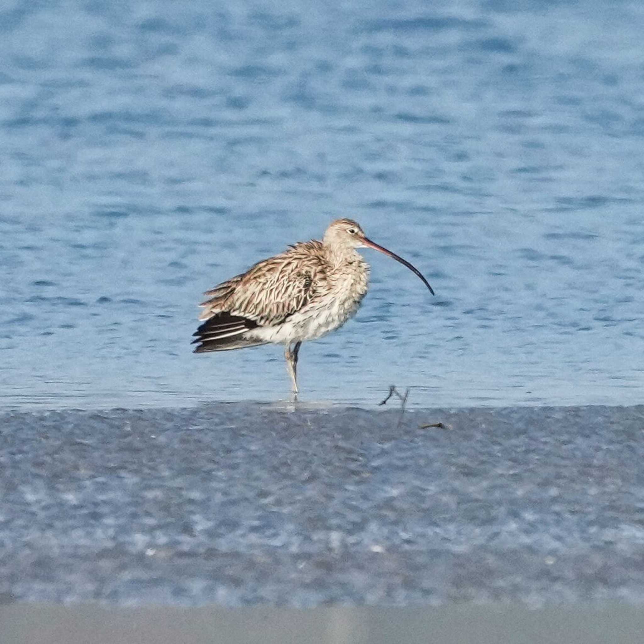 Eurasian Curlew