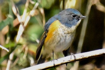 Red-flanked Bluetail Yatoyama Park Tue, 1/18/2022