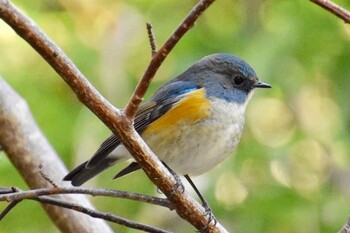 Red-flanked Bluetail Yatoyama Park Tue, 1/18/2022