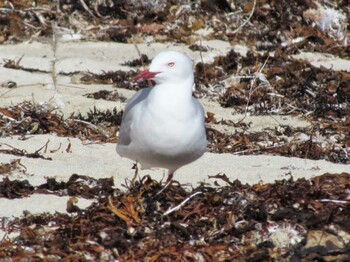 Silver Gull パース Unknown Date